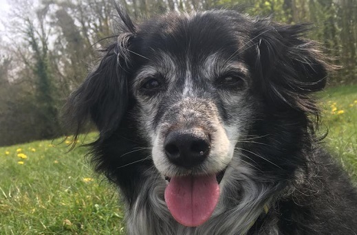 Millie the collie who inspired our Litter Hurts anti-littering campaign