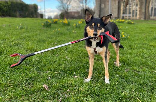 A dog holding a litter picker in its mouth