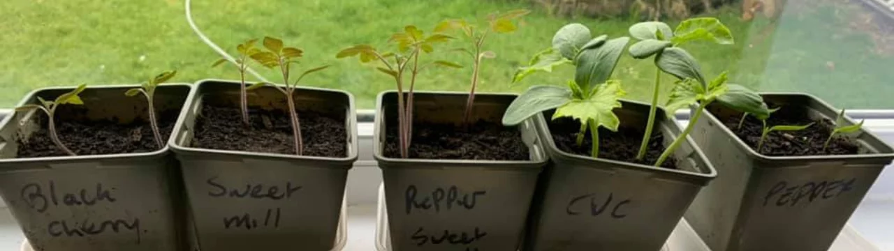 Image of seedlings growing