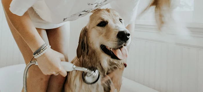 Dog being washed in the bath
