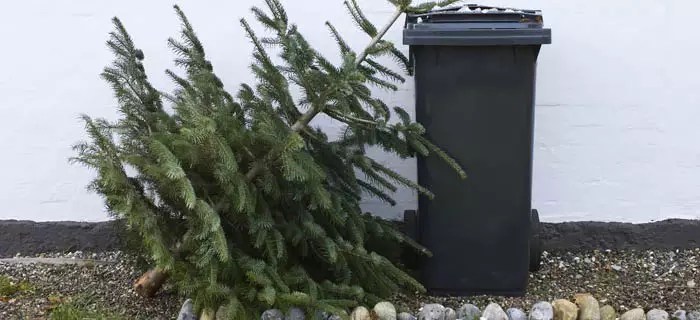 An old Christmas tree leaning against a black bin