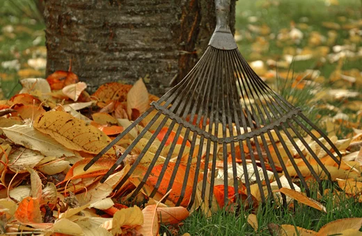 Fallen autumn leaves on the ground, a rake is being used to gather them into a pile
