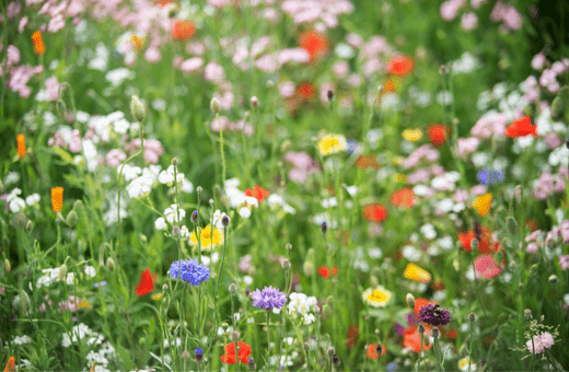 A patch of wildflowers: red field poppies, orange Californian poppies, blue and pink nigellas, and other white and yellow flowers.