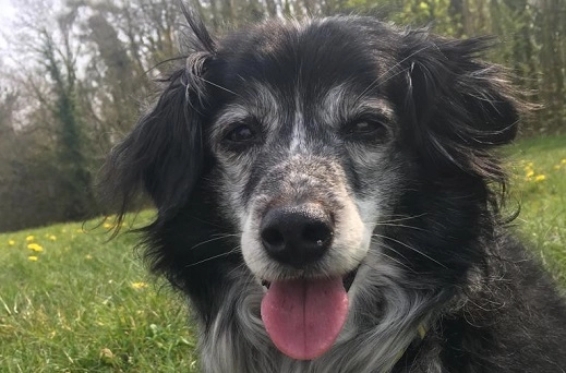 Millie the collie who inspired our Litter Hurts anti-littering campaign