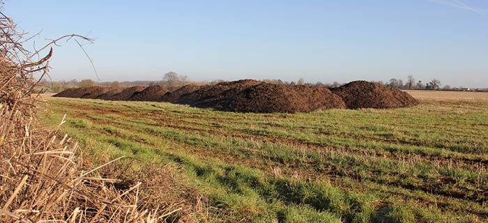 Piles of composted Christmas trees and organic material in a sunny open field