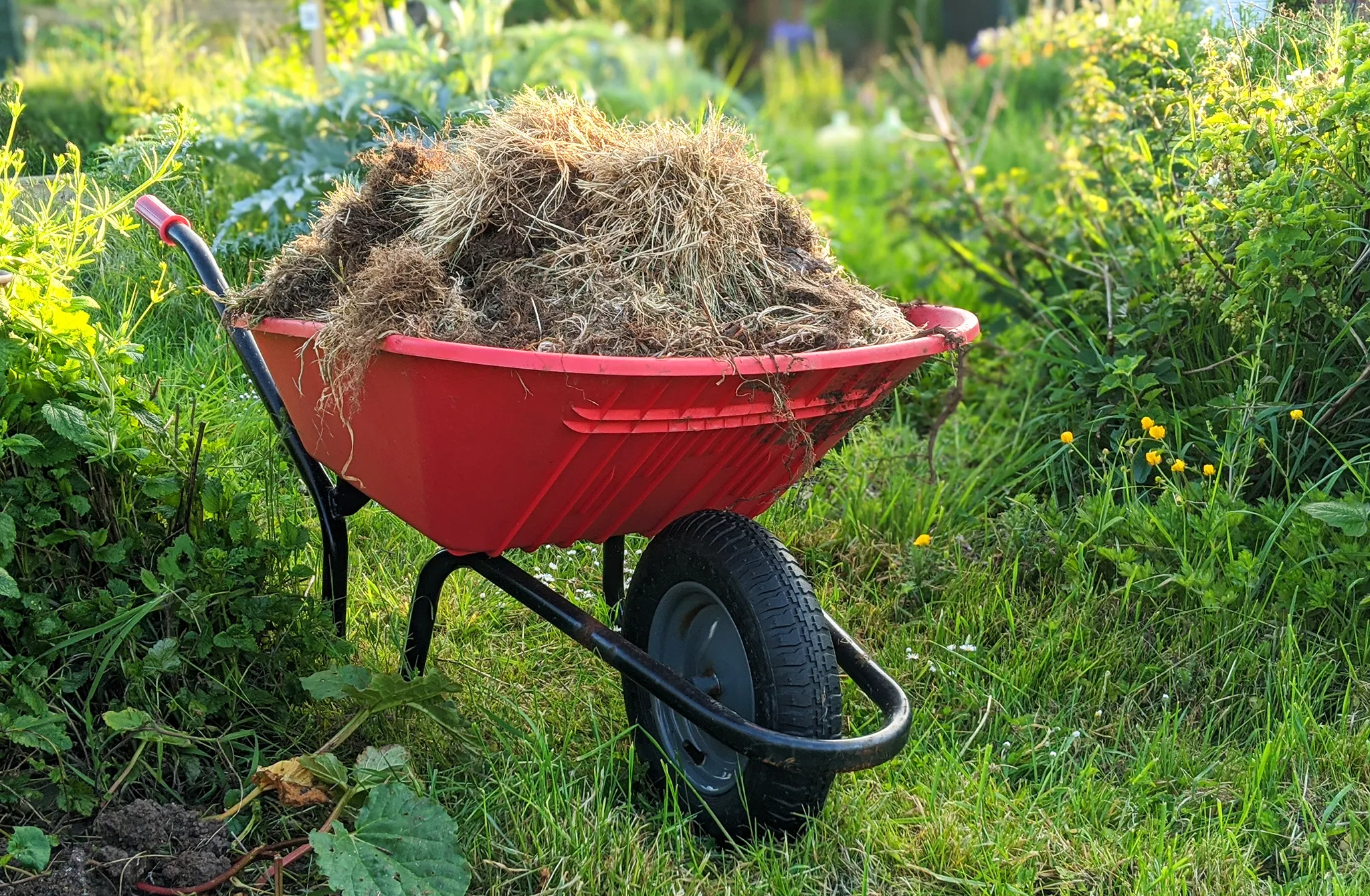 A red wheelbarrow on a lawn, the wheelbarrow is full of garden waste and grass cuttings