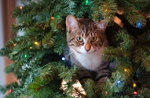 Cat in a Christmas tree