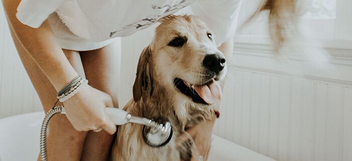 Dog being washed in the bath 