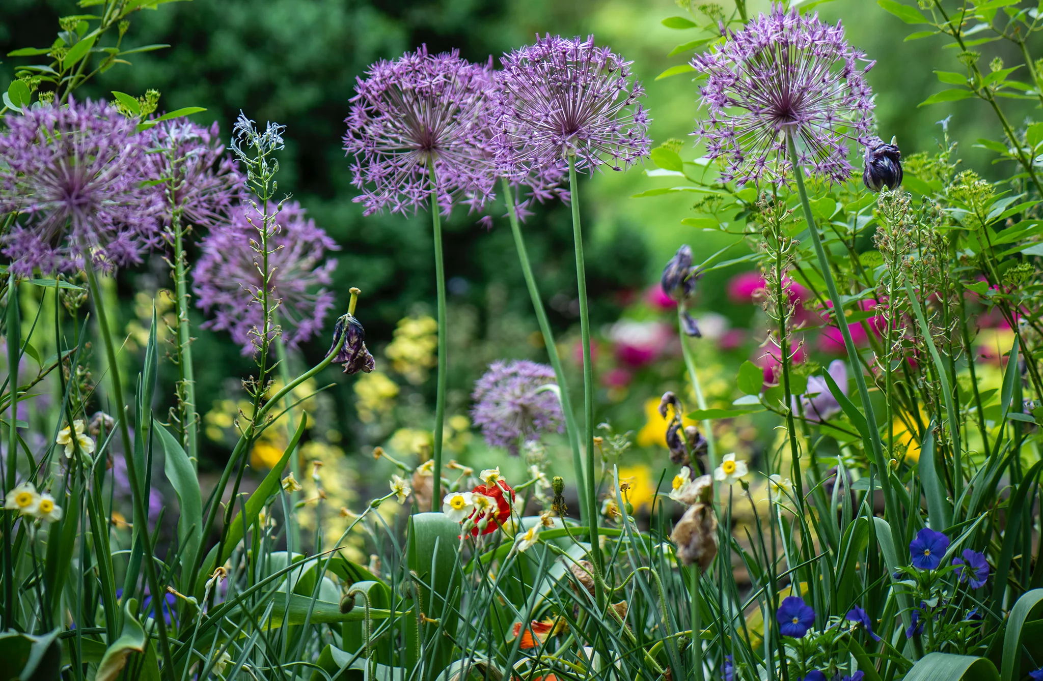 Flowers and grass in a garden