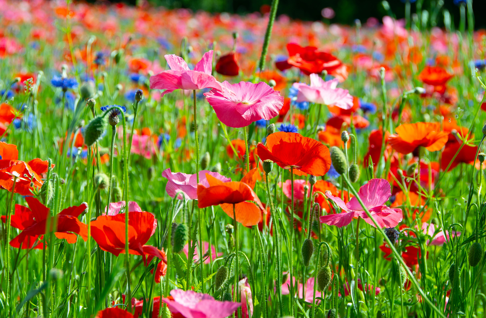 A field of bright red and pink poppies