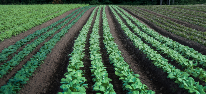 Rows of leafy green crops growing on a farm