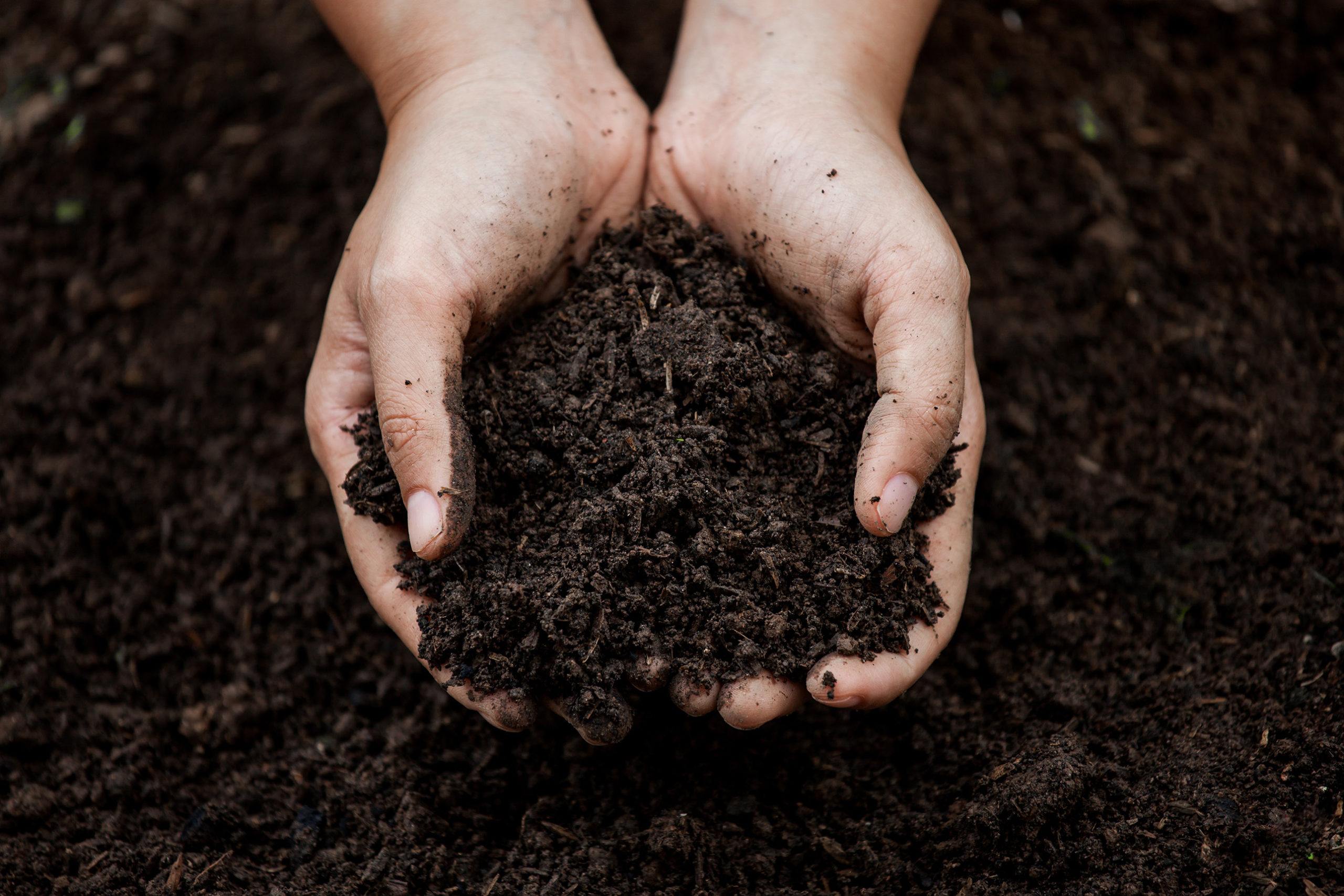 image of compost in two hands