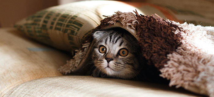 Cat peeking out of bed covers
