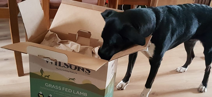 Dog playing with cardboard pet food packaging