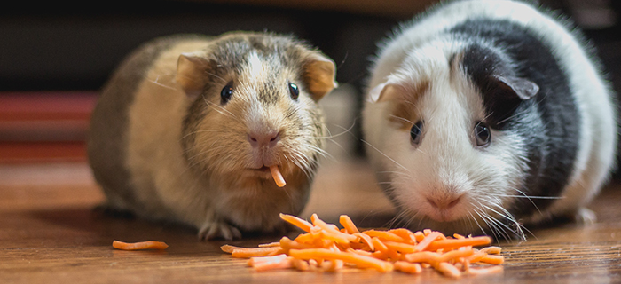 Guinea pigs with vegetables