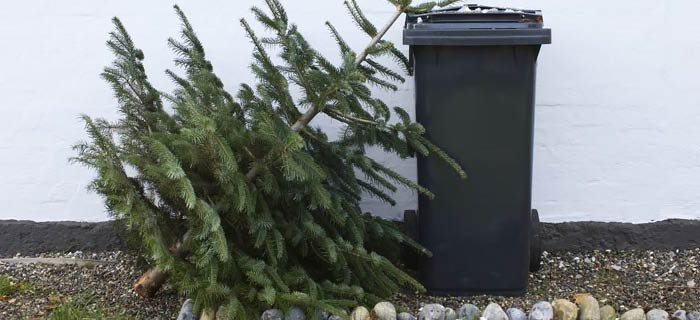 An old Christmas tree leaning against a black bin
