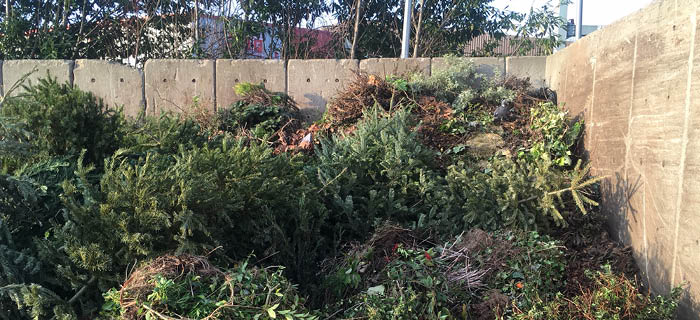 Christmas trees piled up in the transfer station waiting to be chipped 