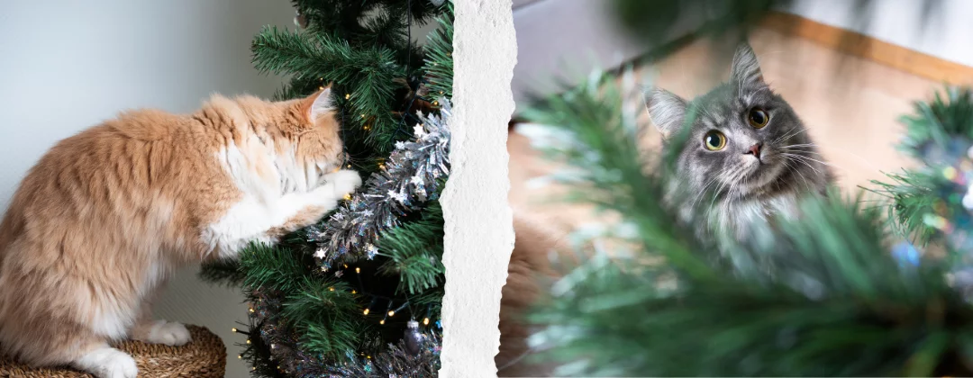 Two cats sniffing Christmas trees