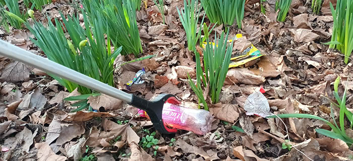 Litter being picked amongst daffodils 