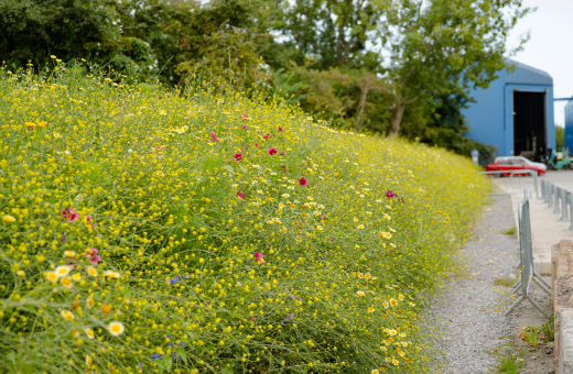 A meadow of wildflowers on a verge at Bristol Waste's Avonmouth site