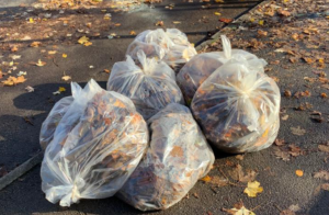 6 bags of collected leaves